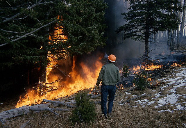 Feu de forêt