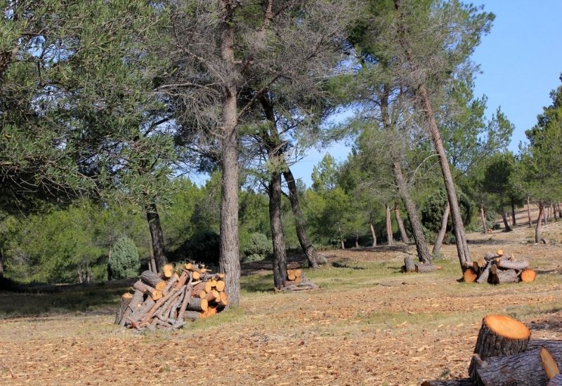 Prix du débroussaillage à Nice